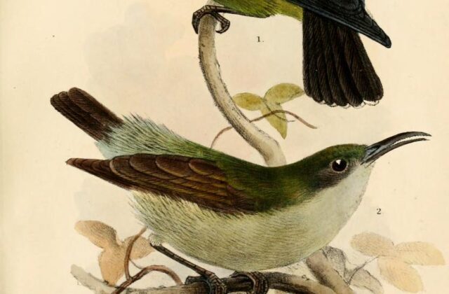 Spectacled Longbill