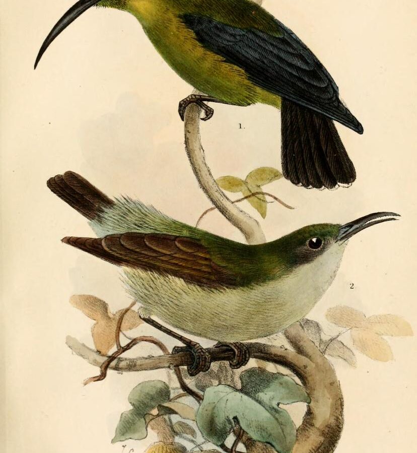 Spectacled Longbill