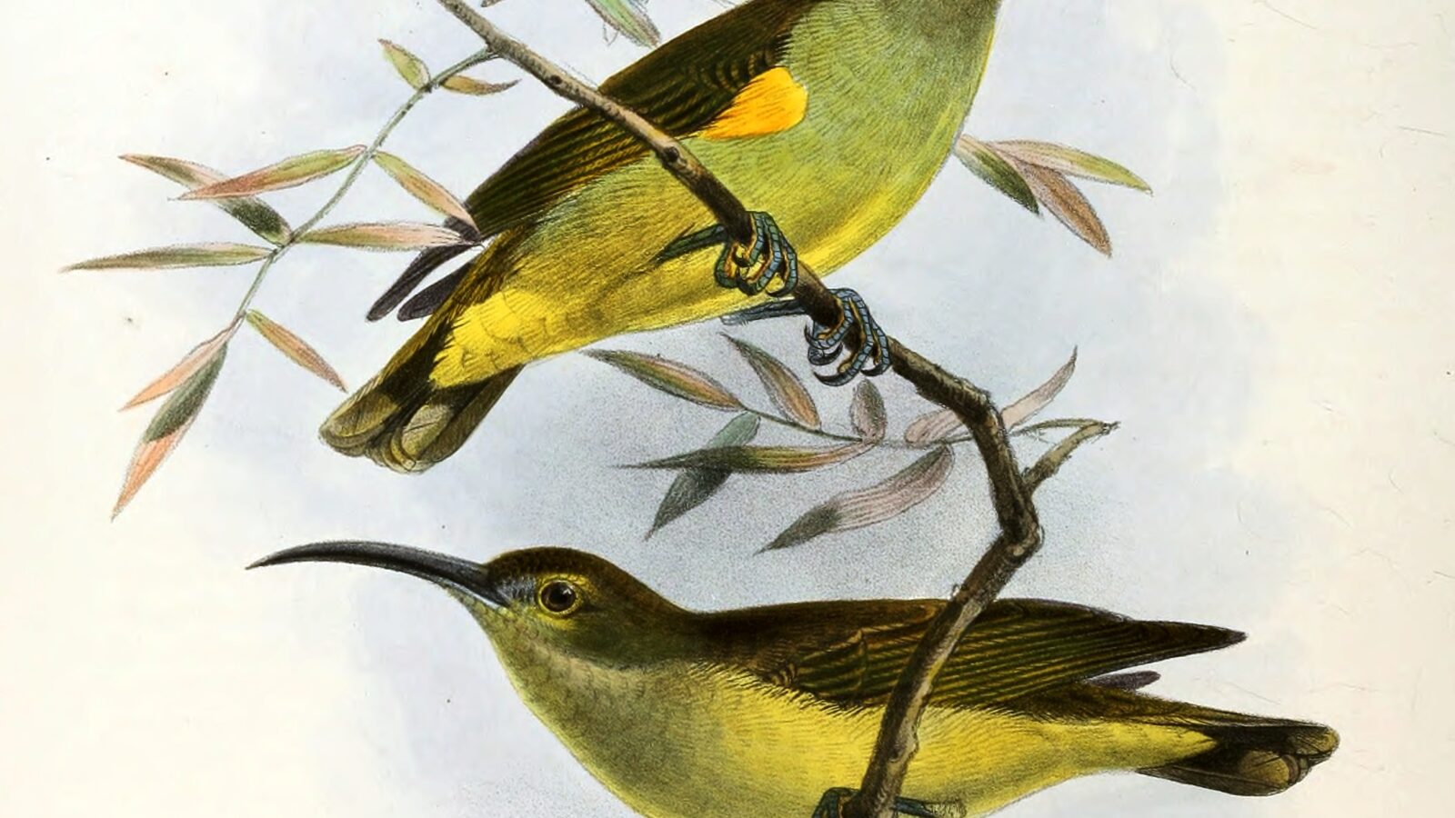 Thick-billed Spiderhunter