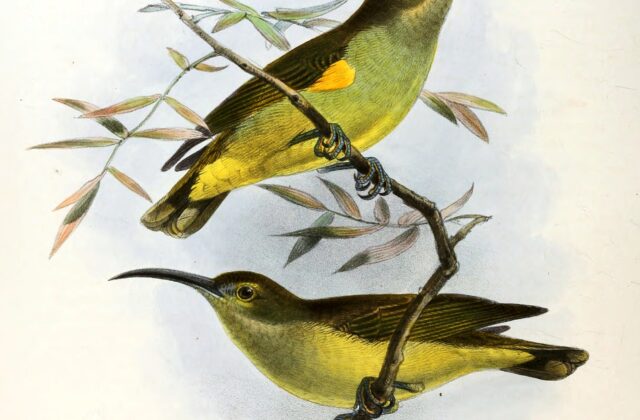 Thick-billed Spiderhunter