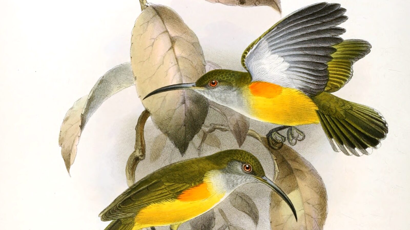 Orange-tufted Spiderhunter