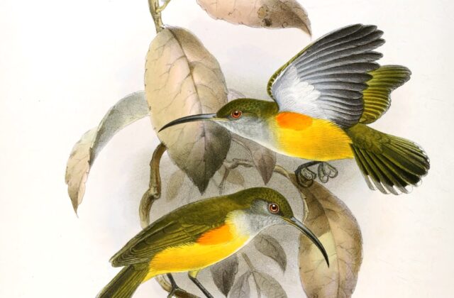 Orange-tufted Spiderhunter