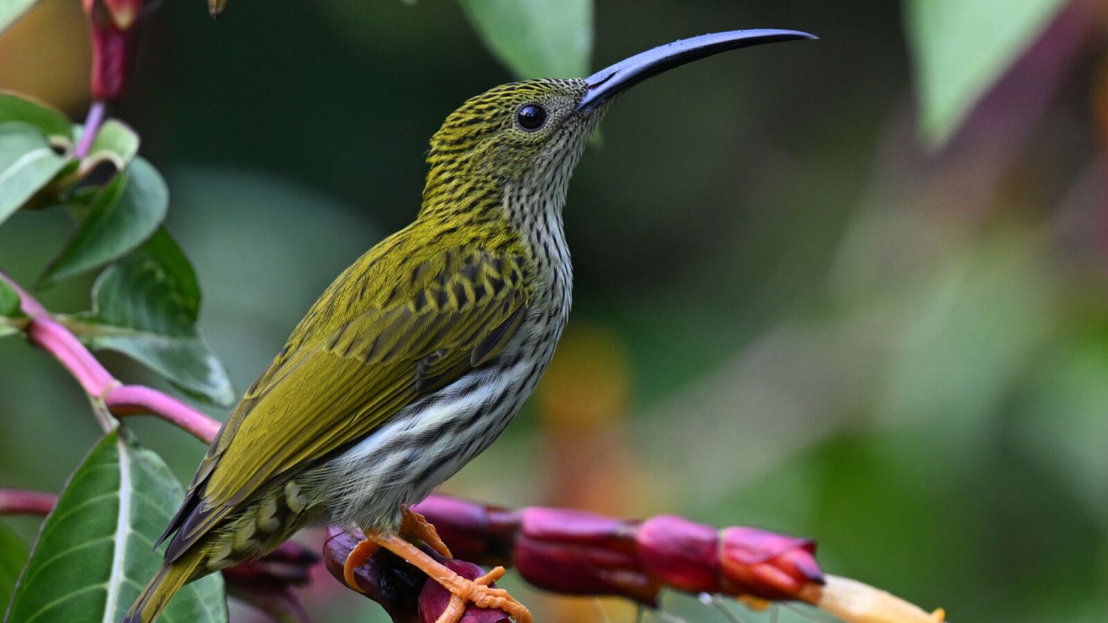 Streaked Spiderhunter