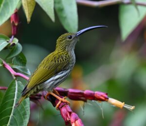 Streaked Spiderhunter