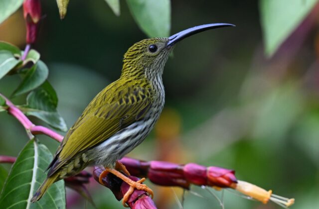Streaked Spiderhunter