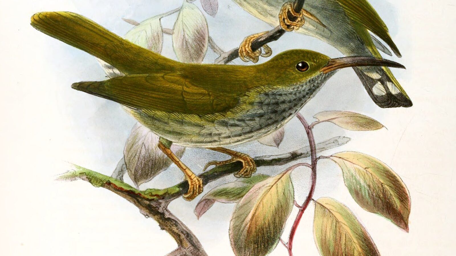 Grey-breasted Spiderhunter