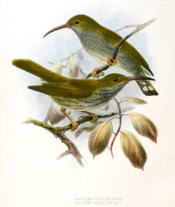 Grey-breasted Spiderhunter