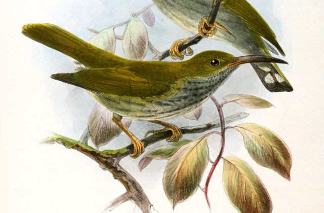Grey-breasted Spiderhunter