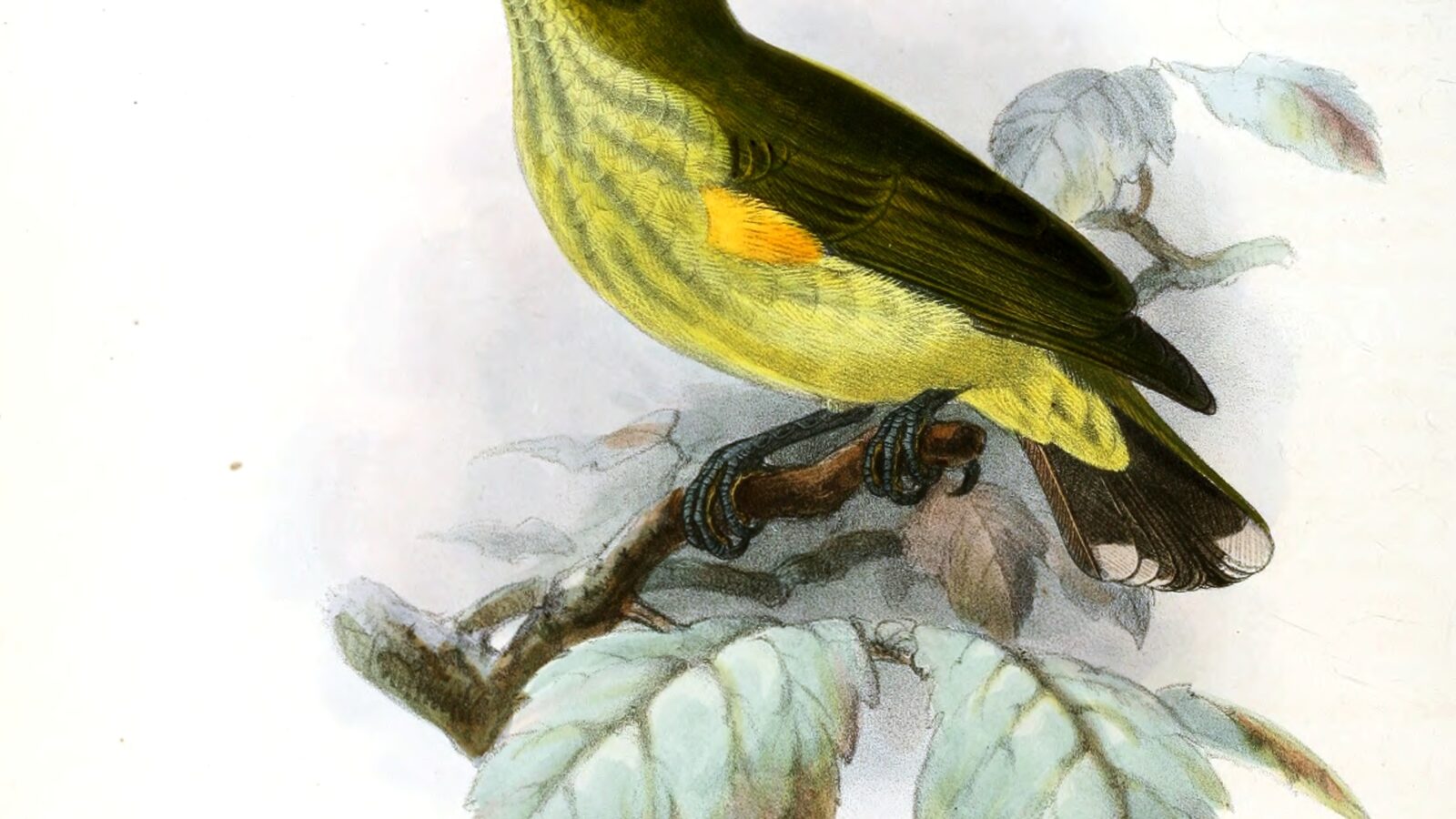 Long-billed Spiderhunter