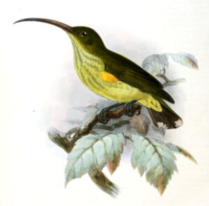 Long-billed Spiderhunter