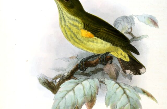 Long-billed Spiderhunter