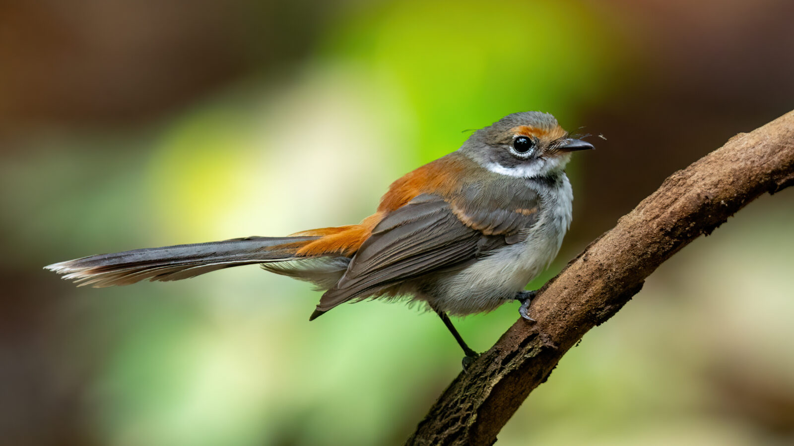 Arafura Fantail