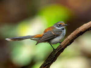 Arafura Fantail