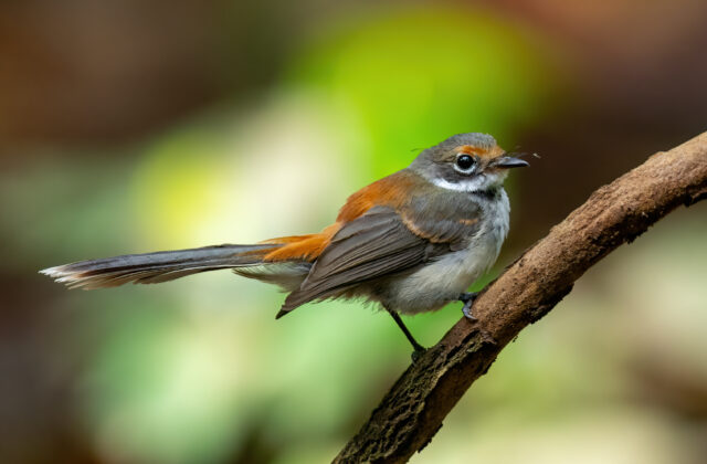 Arafura Fantail