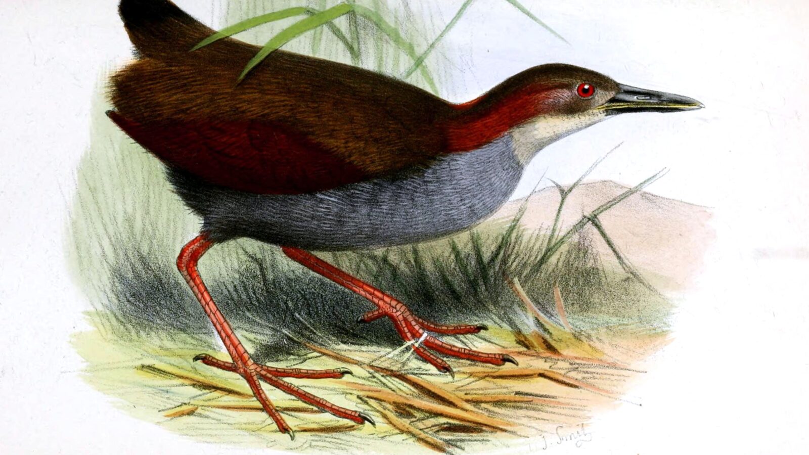 Red-winged Wood Rail