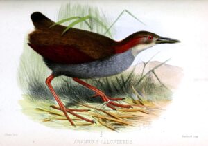 Red-winged Wood Rail
