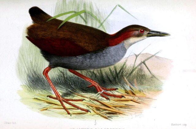 Red-winged Wood Rail