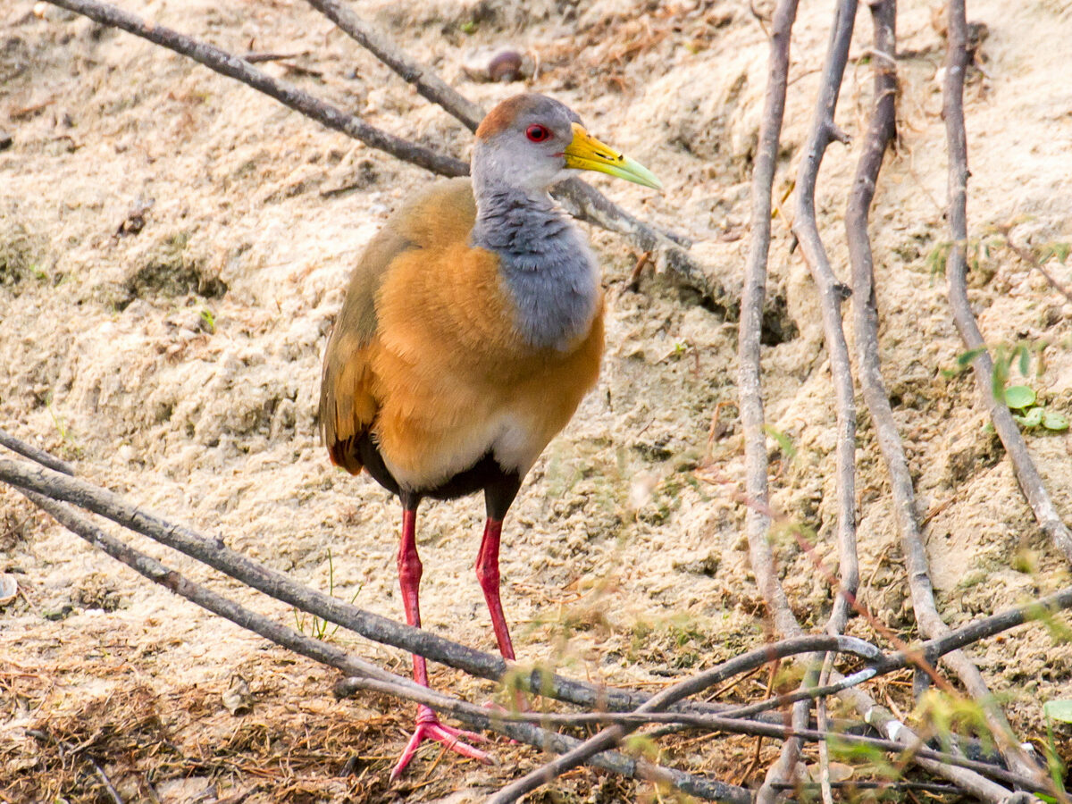 Russet-naped Wood Rail