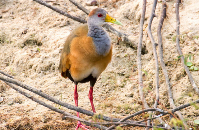 Russet-naped Wood Rail