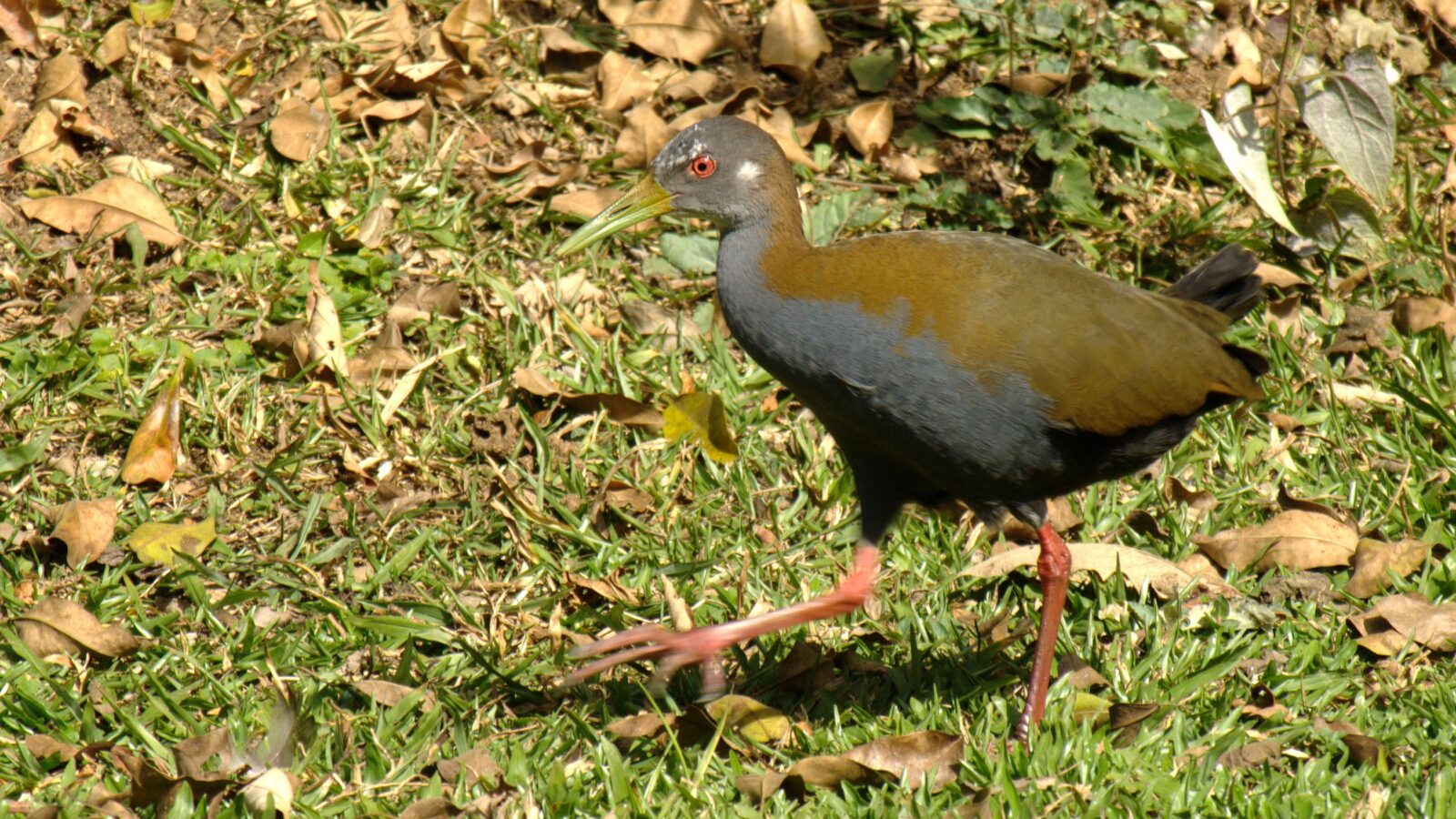 Slaty-breasted Wood Rail