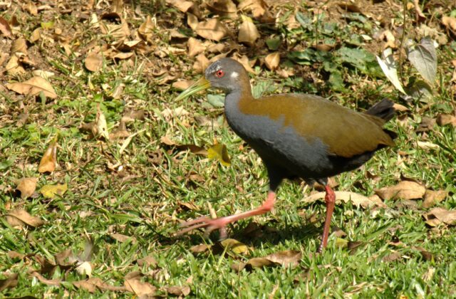 Slaty-breasted Wood Rail
