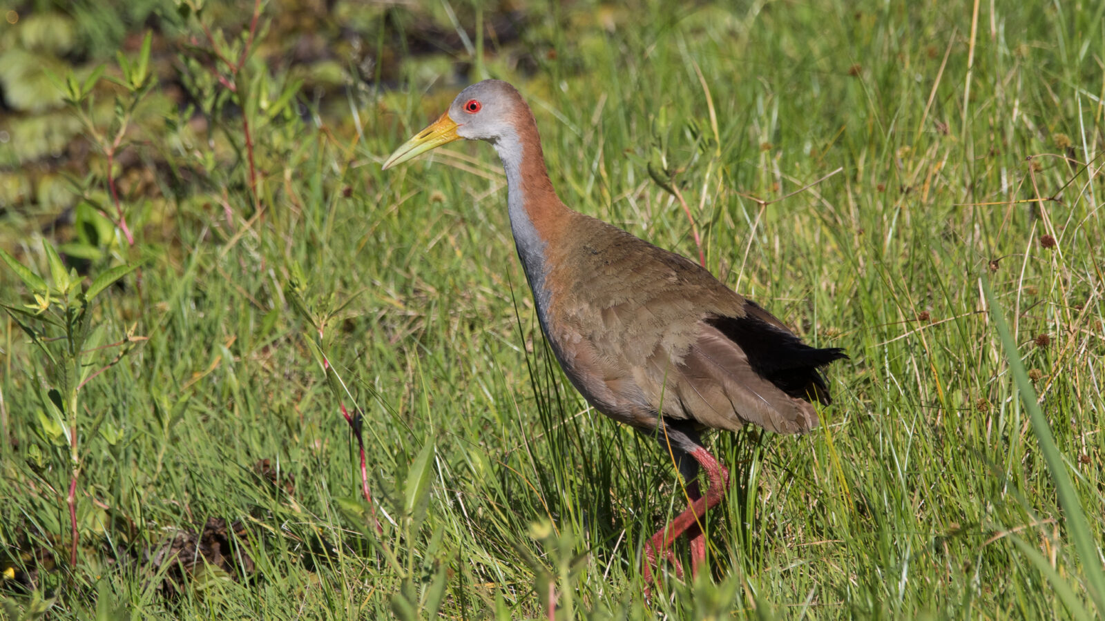 Giant Wood Rail