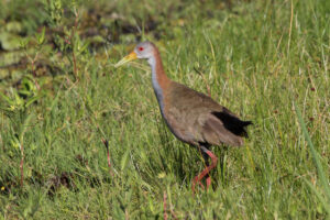 Giant Wood Rail