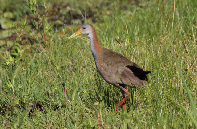 Giant Wood Rail
