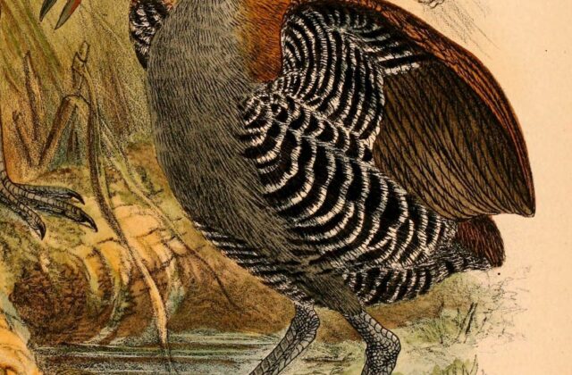 Snoring Rail
