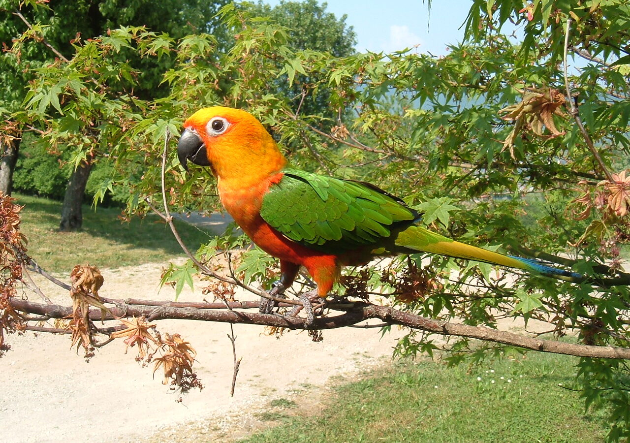 Jandaya Parakeet
