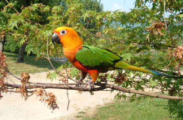 Jandaya Parakeet