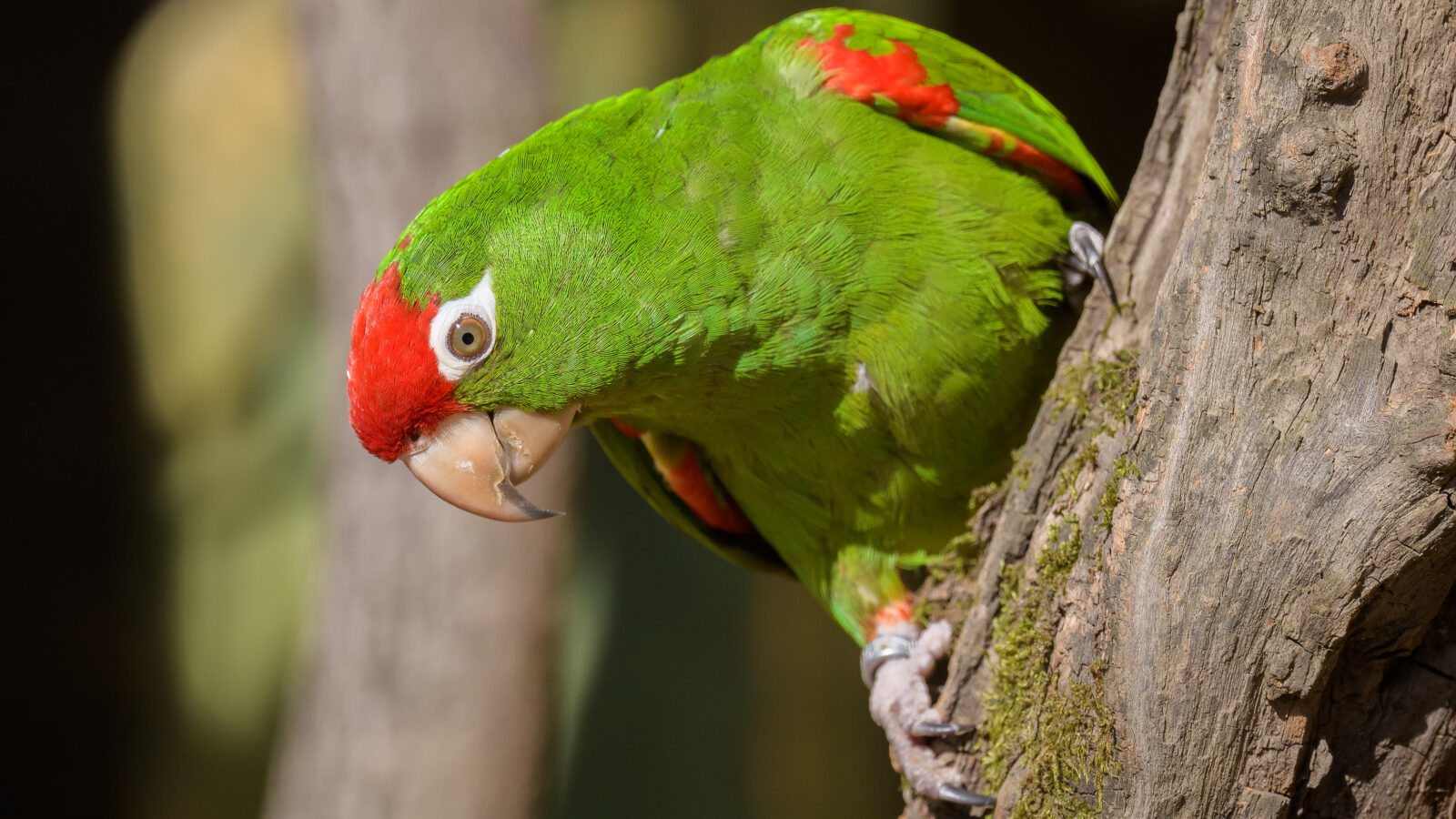 Cordilleran Parakeet