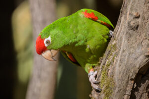 Cordilleran Parakeet