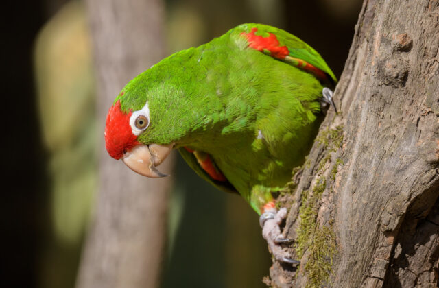 Cordilleran Parakeet