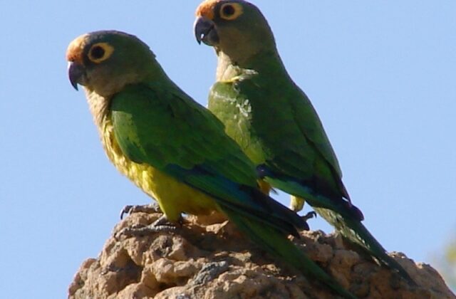 Peach-fronted Parakeet