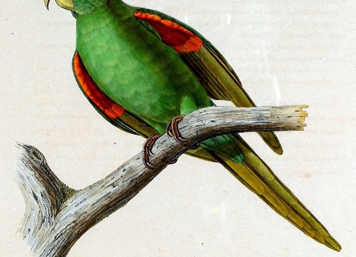 Puerto Rican Parakeet