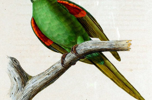 Puerto Rican Parakeet