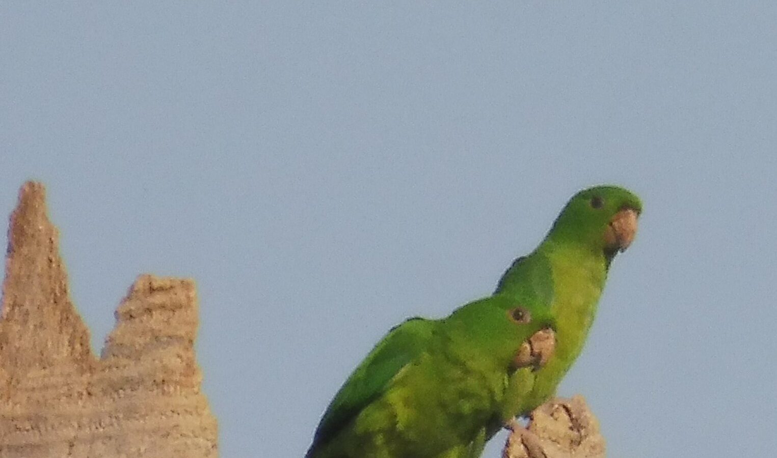 Green Parakeet
