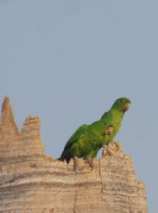 Green Parakeet
