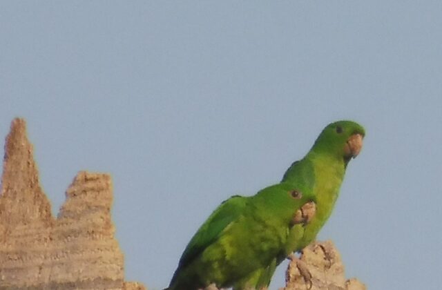 Green Parakeet
