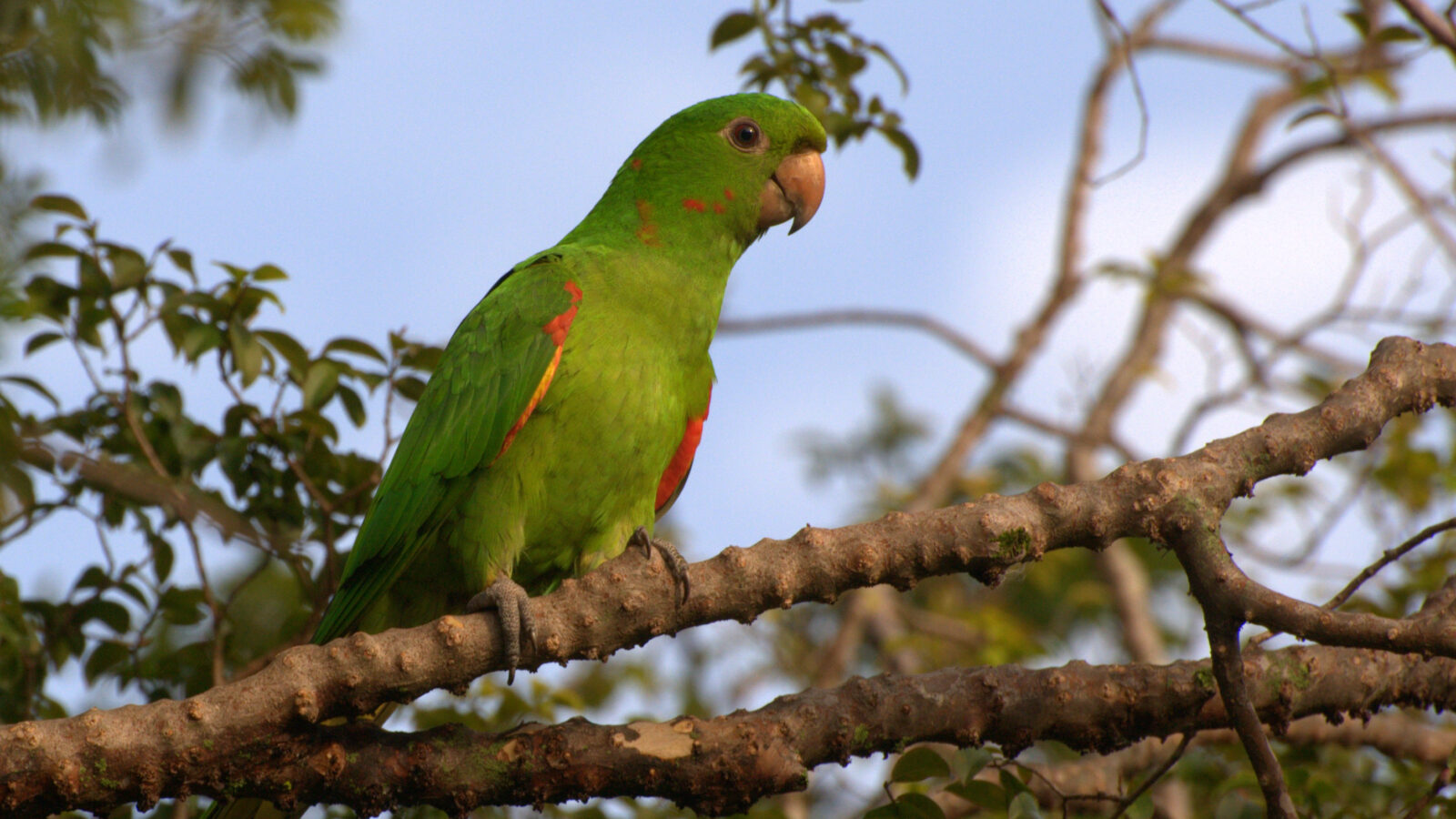 White-eyed Parakeet