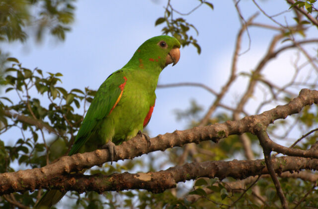 White-eyed Parakeet