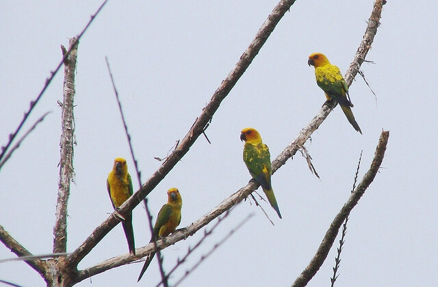 Sulphur-breasted Parakeet