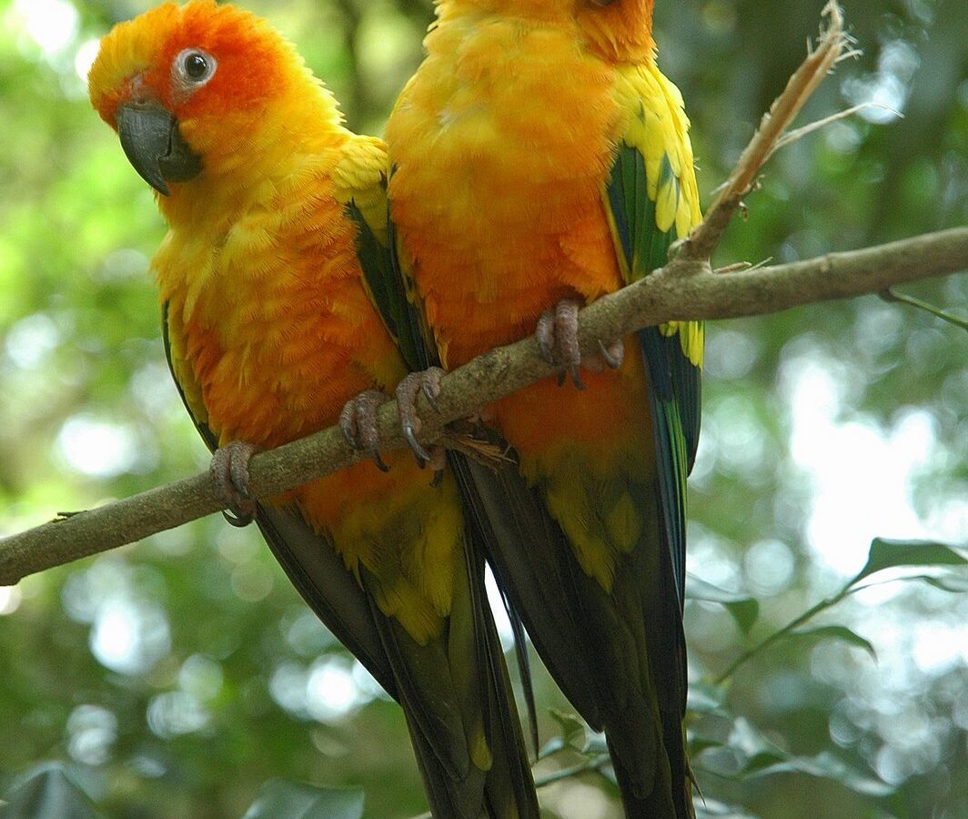 Sun Parakeet