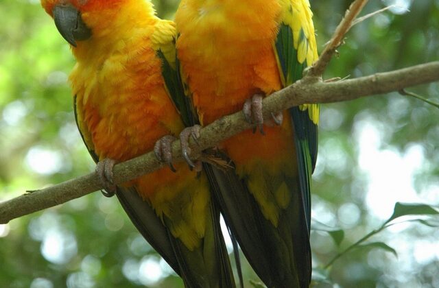 Sun Parakeet