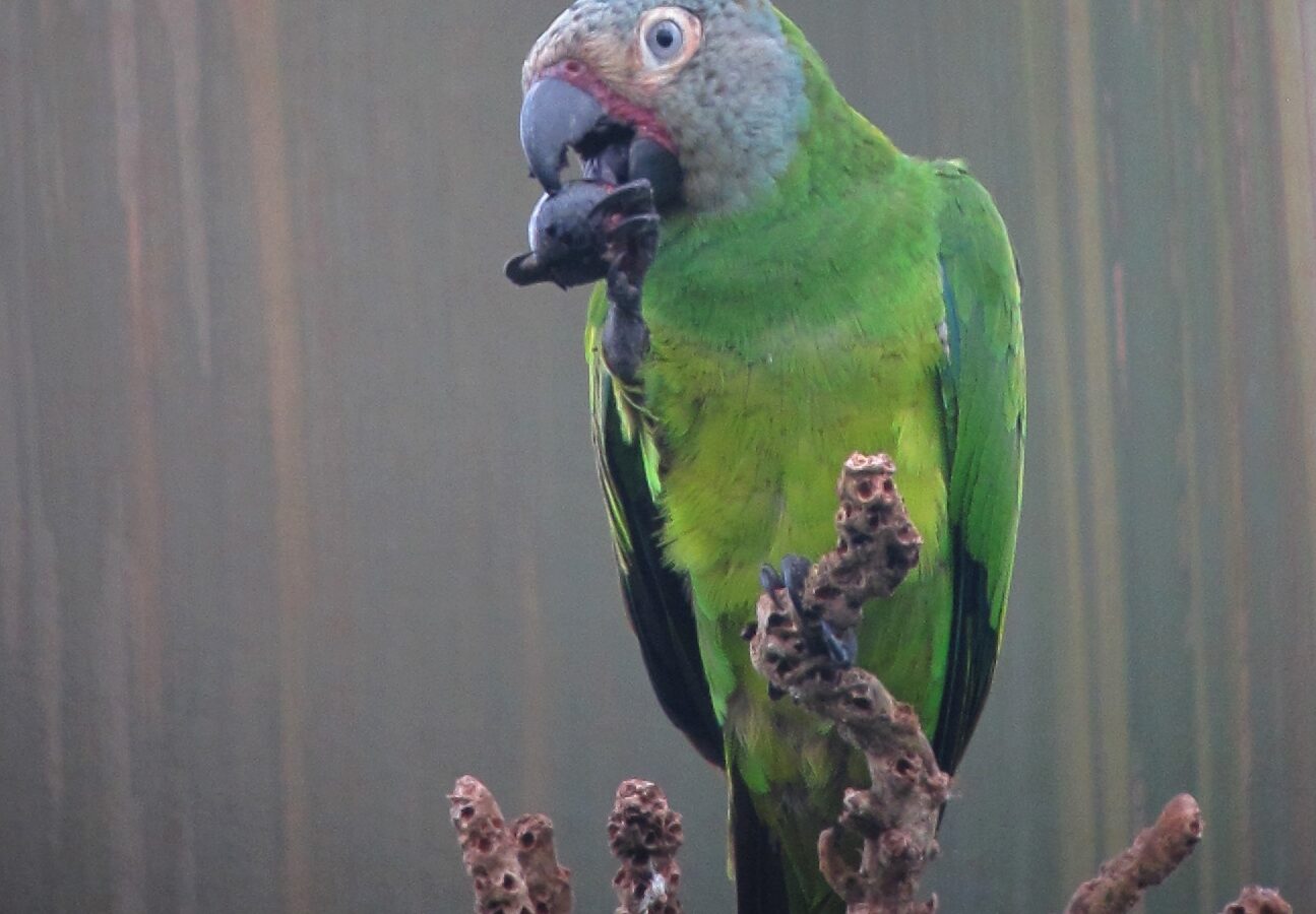 Dusky-headed Parakeet