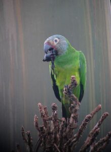 Dusky-headed Parakeet