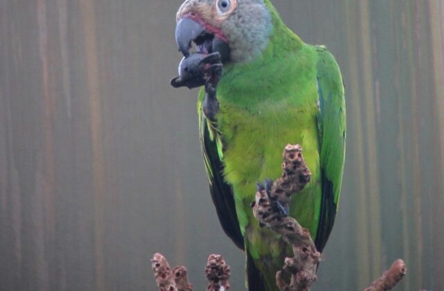 Dusky-headed Parakeet
