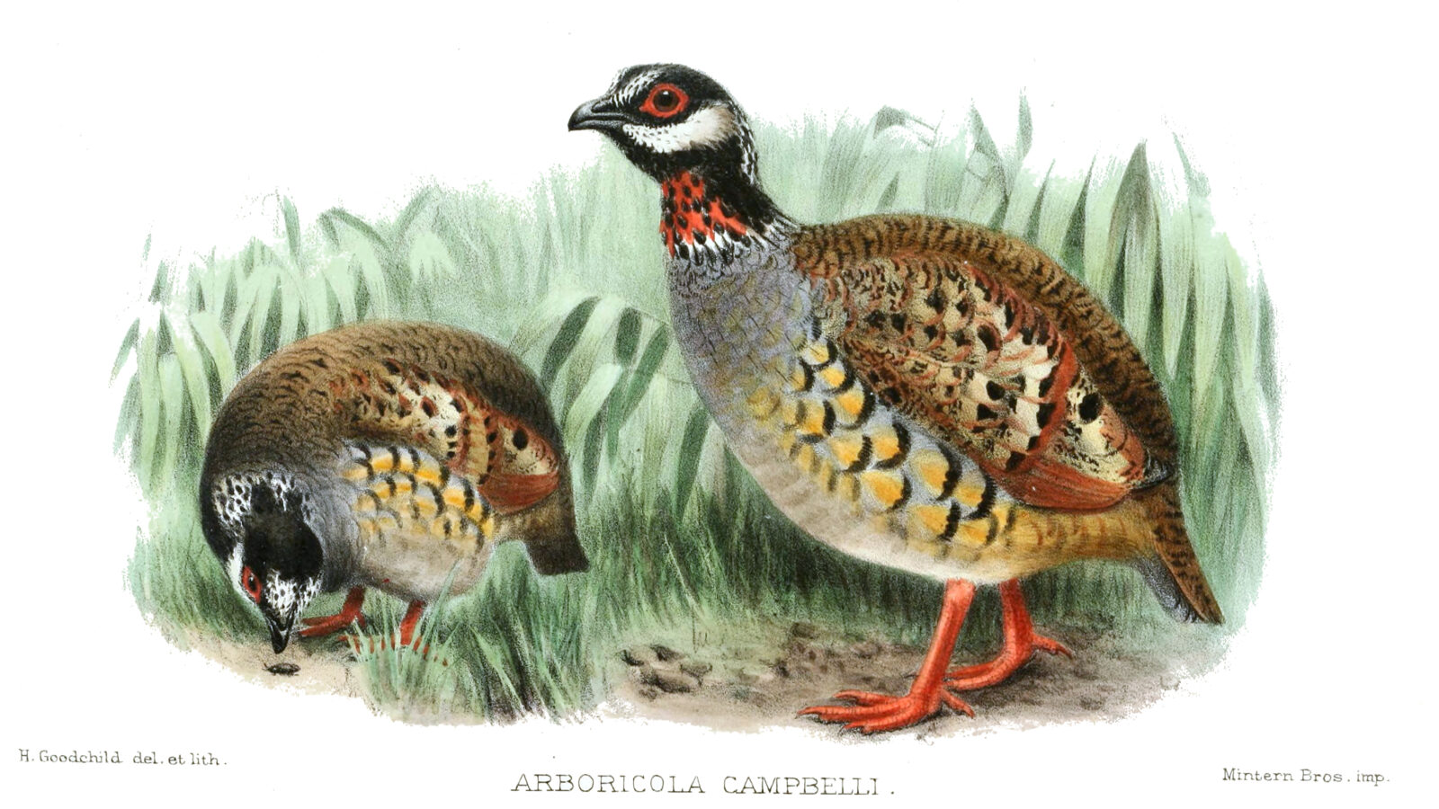Malayan Partridge
