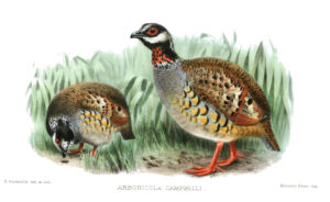 Malayan Partridge